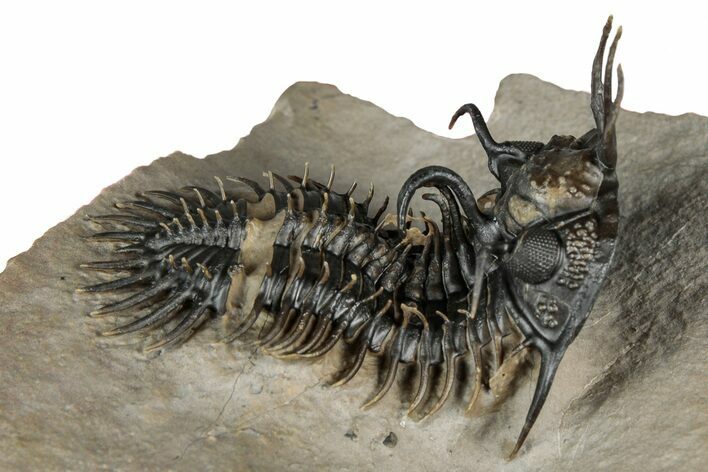 Short-Fork Walliserops Hammi Trilobite - Foum Zguid, Morocco #350501
